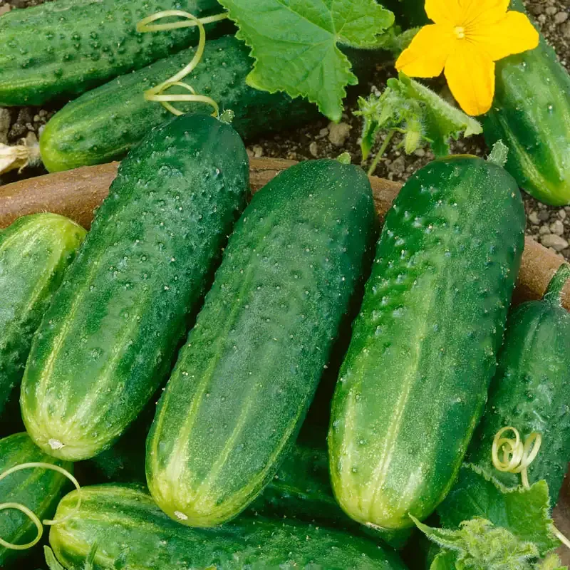 Pic-A-Little Hybrid Pickling Cucumber Seeds for Home Vegetable Gardens