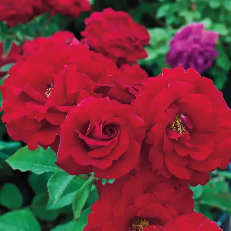 Floribunda Rose Bush - Cluster-Flowering Perennial Garden Shrub