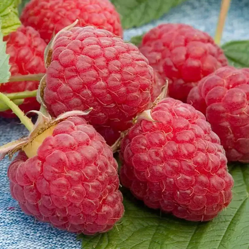 Heritage Raspberry Plant - Everbearing Perennial Fruit Shrub