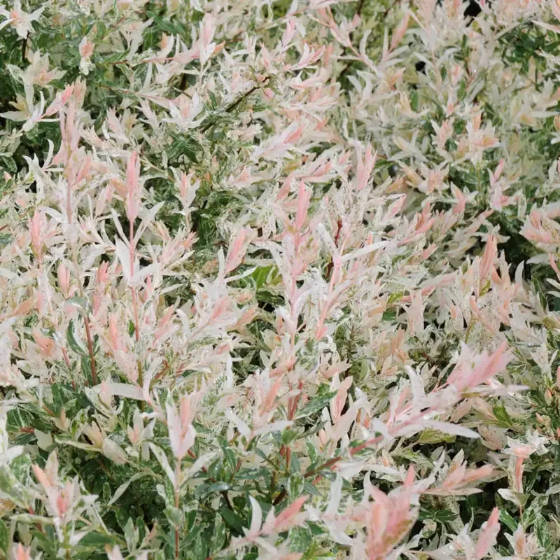 Flamingo Dappled Willow (Salix integra 'Hakuro-nishiki') Ornamental Shrub 1