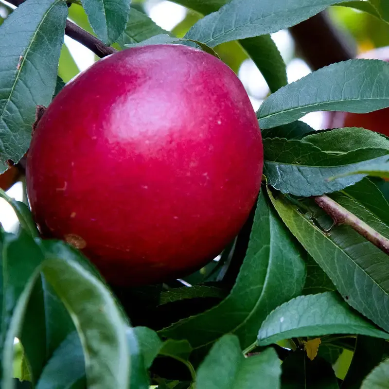 Fresh Sweet Nectarine - Seasonal Stone Fruit 1
