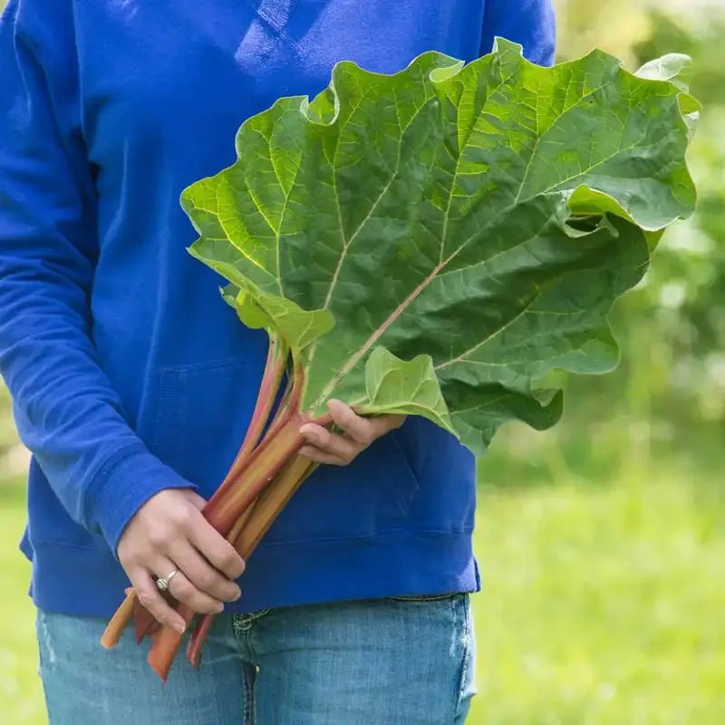 Hardy Perennial Rhubarb Starter Plant for Home Vegetable Gardens 2