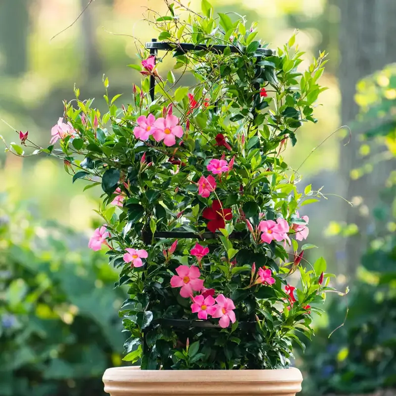 Adjustable Plant Support Kit for Indoor and Outdoor Climbing Plants