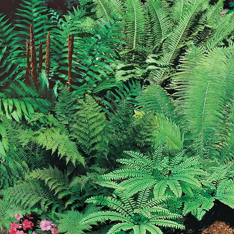 Mixed Hardy Fern Plant - Indoor Decorative Potted Greenery