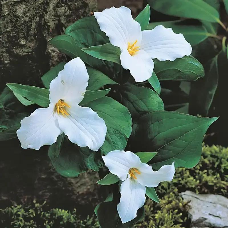 Great White Trillium (Trillium grandiflorum) Woodland Perennial Plant