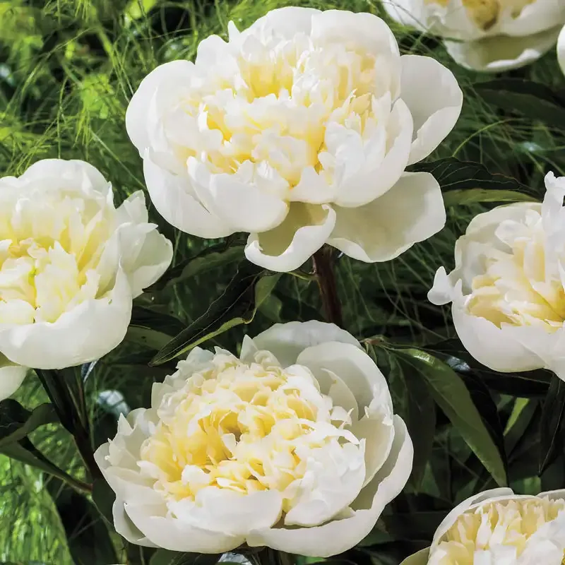Duchesse De Nemours Peony - Fragrant White Double-Flowered Perennial