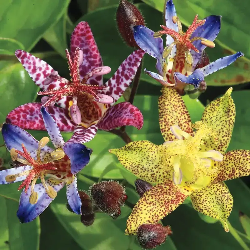 Deluxe Toad Lily Plant Mix - Tricyrtis Perennial Shade Garden Collection