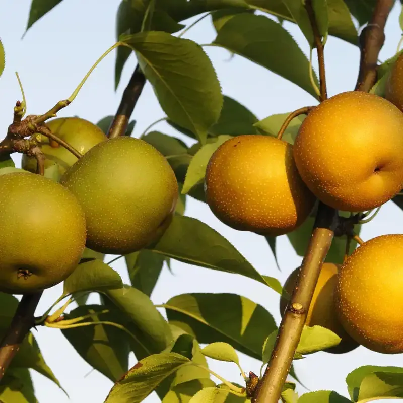 2-in-1 Asian Pear Tree Multi-Grafted Fruit Tree