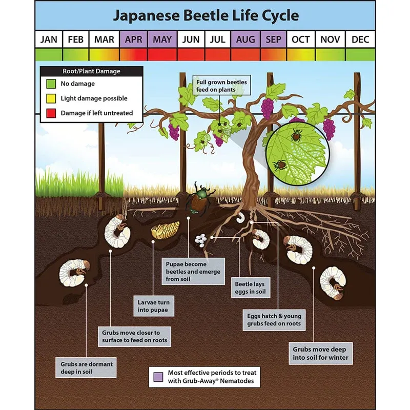 Beneficial Nematodes for Lawn and Garden Grub Management 2