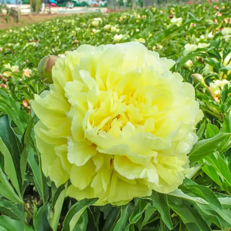 Duchesse De Lorraine Itoh Intersectional Hybrid Peony