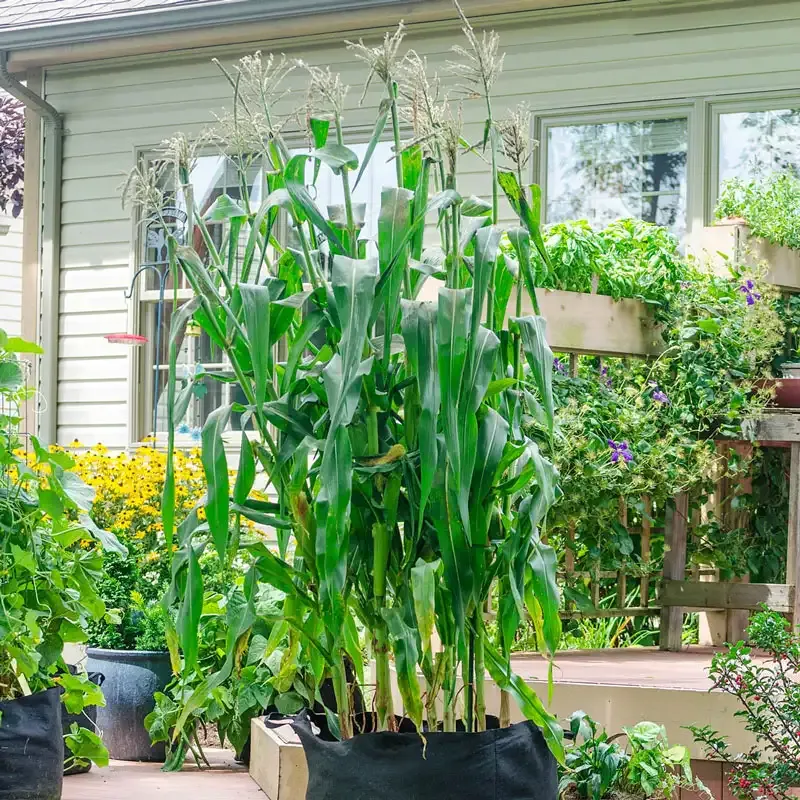 Sweet Corn Seeds (sy) - High-Yield Vegetable Planting Seeds