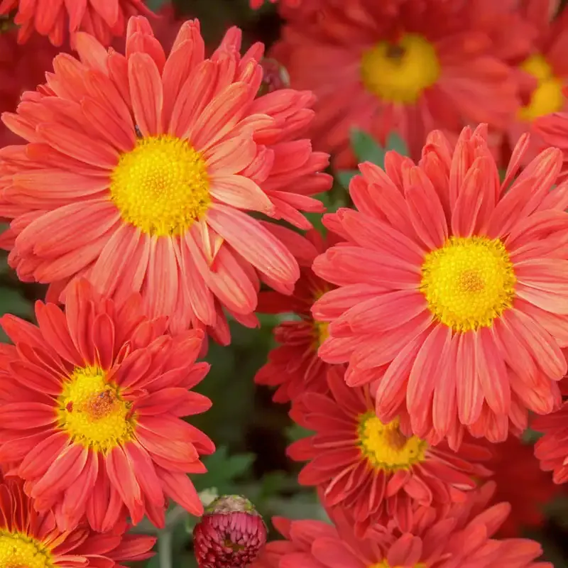 Red Daisy Mammoth Mum - Large Flowering Perennial Chrysanthemum