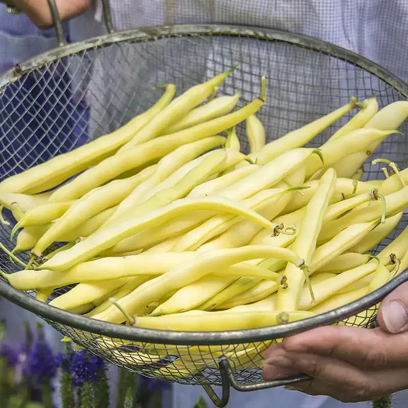 Improved Golden Wax Bush Bean Seeds for Home Gardening