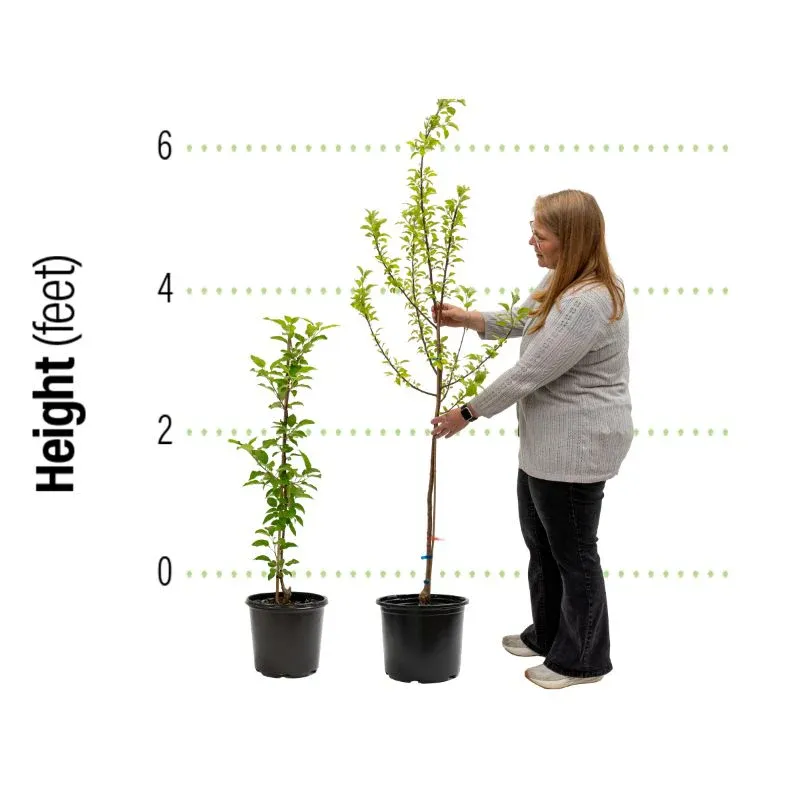 Granny Smith Apple Tree - Deciduous Fruit Bearing Sapling 2