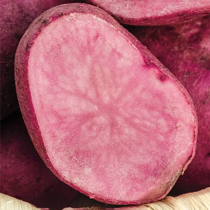 Amarose Fingerling Potatoes - Gourmet Heirloom Variety 1