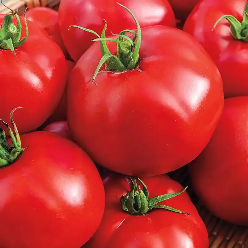 Big Beef Hybrid Tomato Seeds - High Yield Disease Resistant Variety