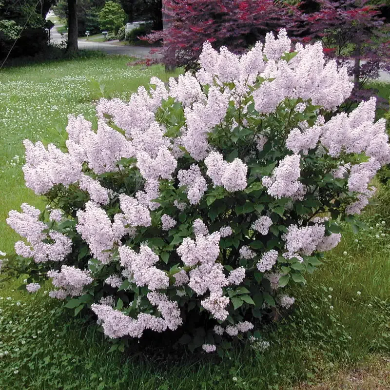 Miss Kim Lilac Hedge - Compact Deciduous Flowering Shrub