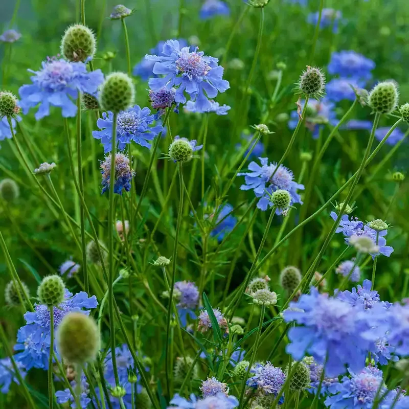 Butterfly Blue Pincushion Flower (Scabiosa columbaria) Seeds