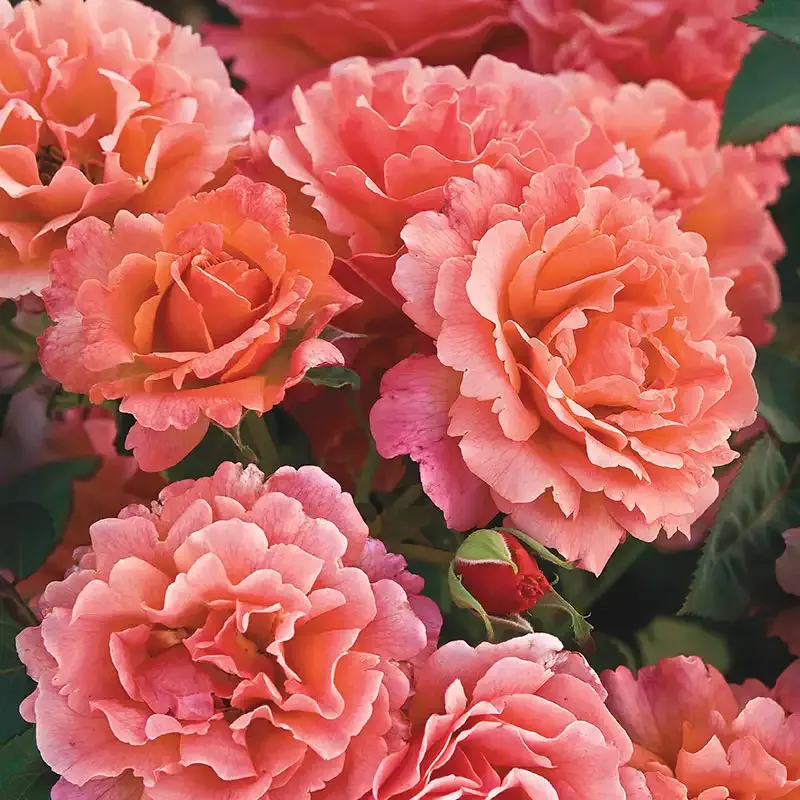 Floribunda Rose Plant - Continuous Blooming Garden Shrub