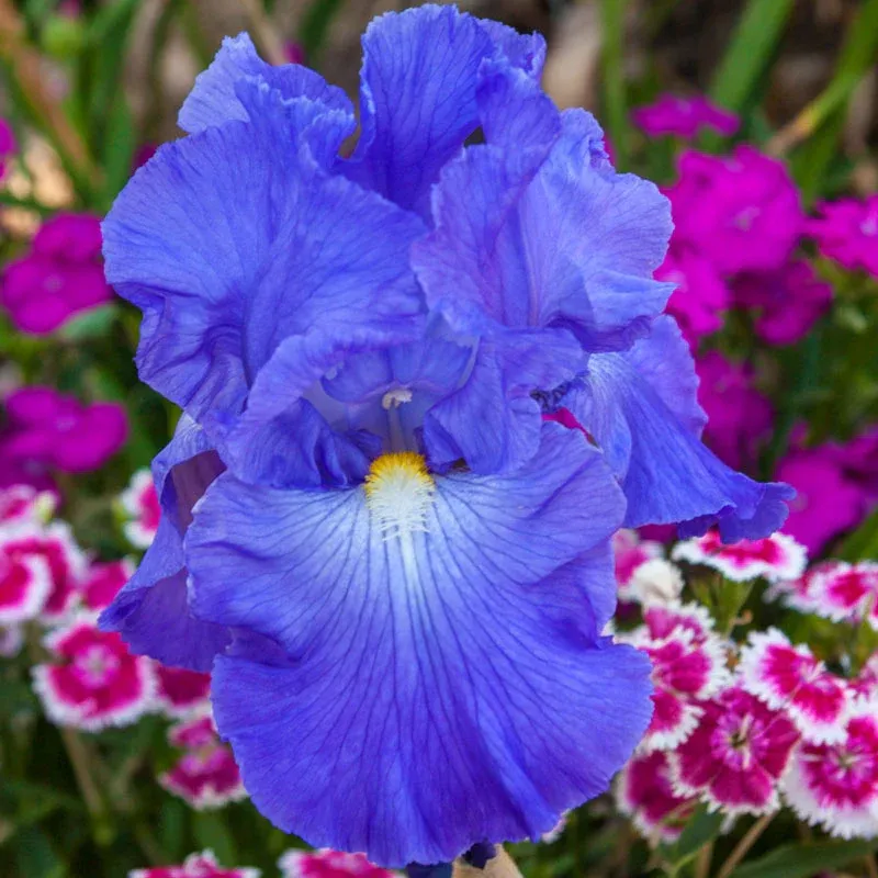 Iris Floral Collection Decorative Botanical Art Piece 3
