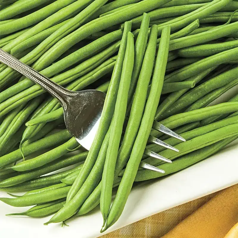 Sassy Bush Bean Seeds - High-Yield Heirloom Vegetable Seeds