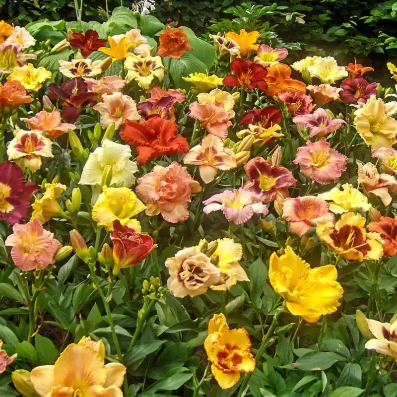 Assorted Daylily Collection - Perennial Garden Flower Bulbs