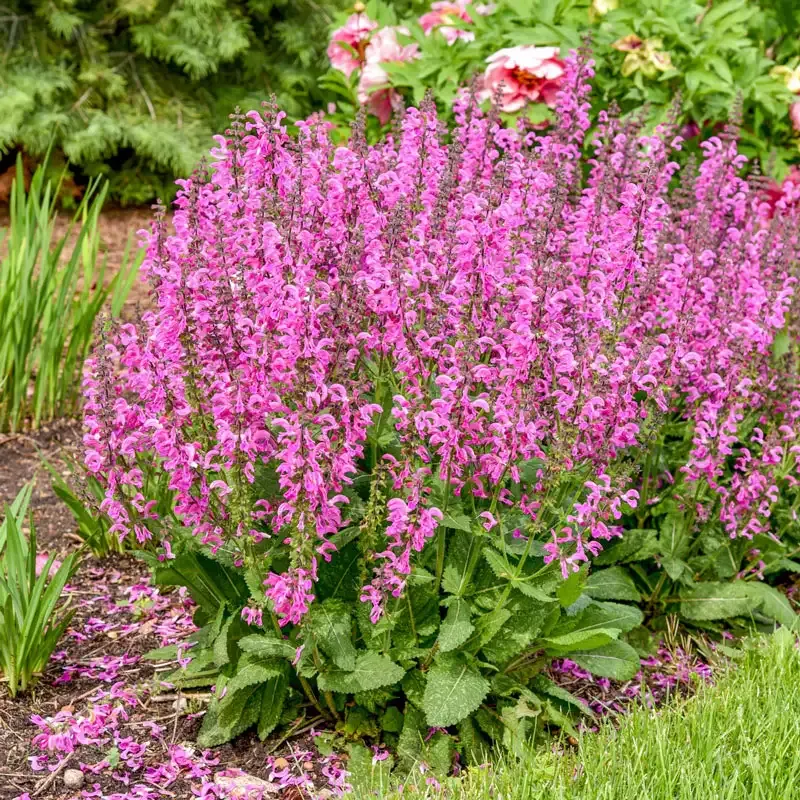 Moulin Rouge Salvia Perennial Flowering Sage