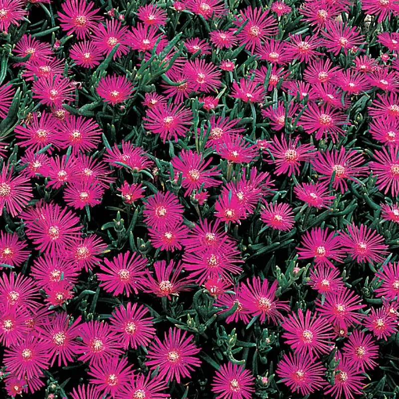 Purple Ice Plant (Delosperma cooperi) Hardy Succulent Perennial