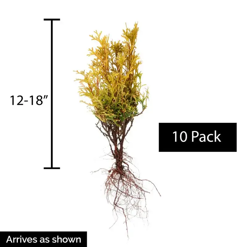 Woodward Globe Arborvitae Evergreen Hedge Shrub 3