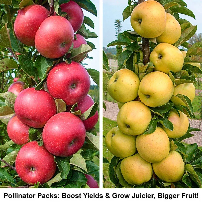 Natural Dried Apple Fruit Snacks - Portable Fruit Slices 1