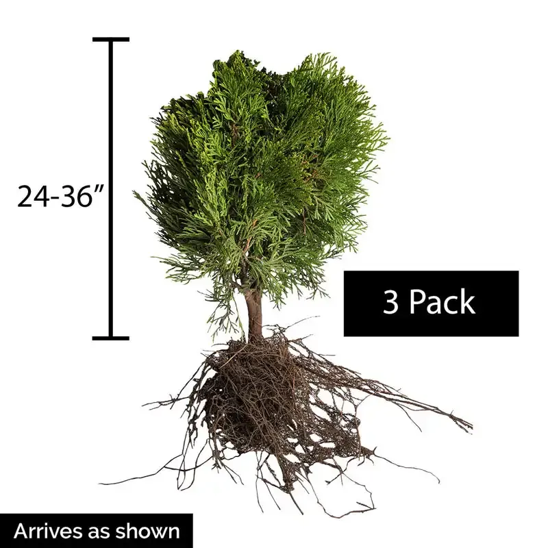 Little Giant Arborvitae Compact Evergreen Hedge Shrub 4