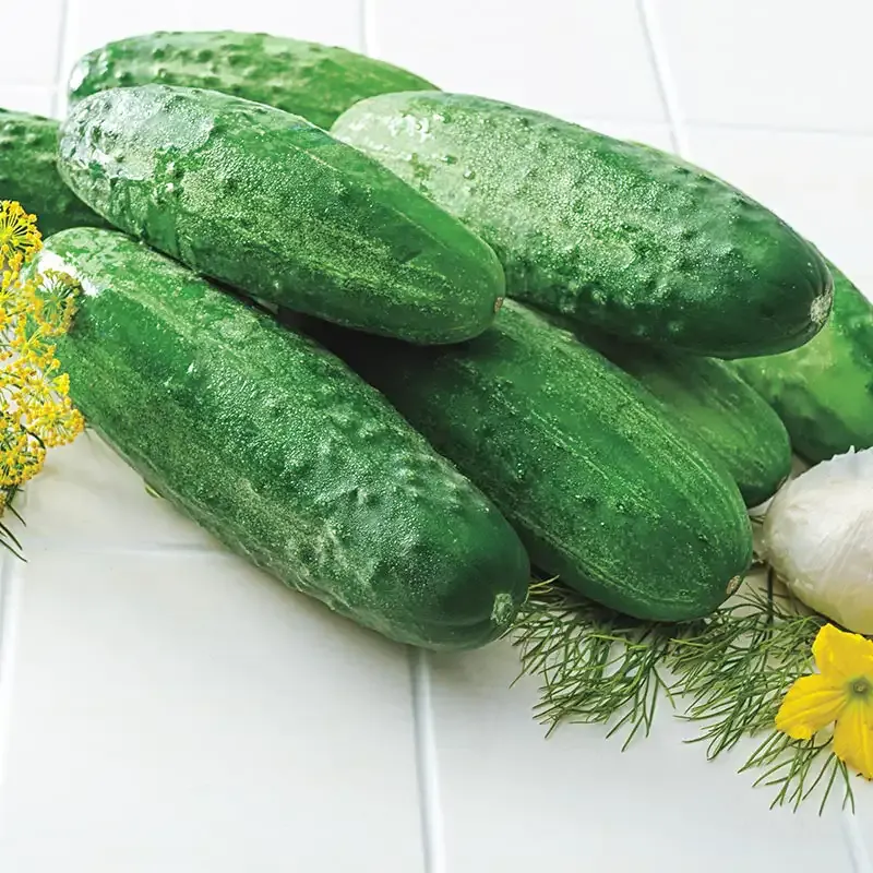 Burpless II Hybrid Cucumber Seeds for Home Vegetable Gardens