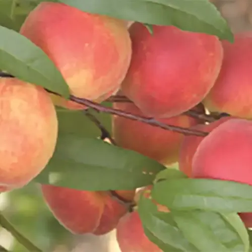 Live Peach Tree for Home Garden Fruit Production 3