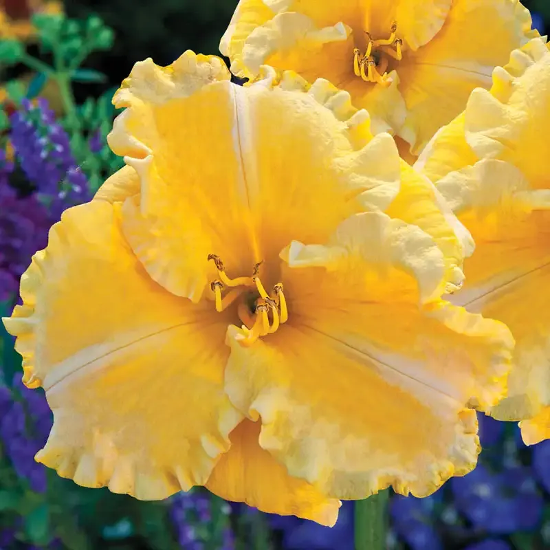 Majestic Move Reblooming Daylily Perennial Garden Plant