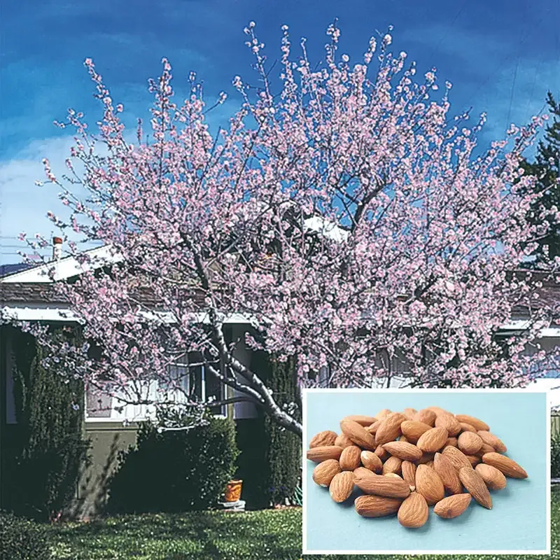 Hall's Hardy Almond Tree - Cold-Tolerant Nut-Bearing Deciduous Tree