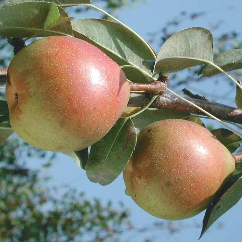 Pear-Shaped Decorative Ornament with Smooth Finish