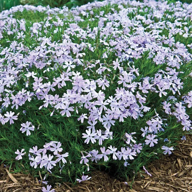 Creeping Phlox Mixture Perennial Ground Cover Flower Seeds 3