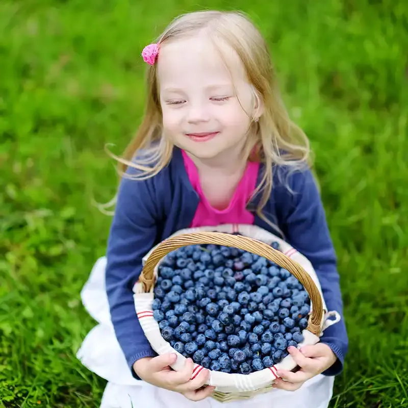 Northern Highbush Blueberry Fruit-Bearing Shrub 2