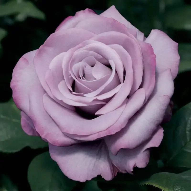 Neptune Hybrid Tea Rose - Lavender Fragrant Garden Bush 2