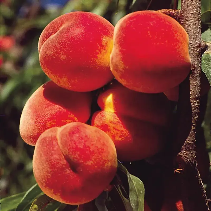 Elberta Peach Tree - Self-Pollinating Deciduous Fruit Tree