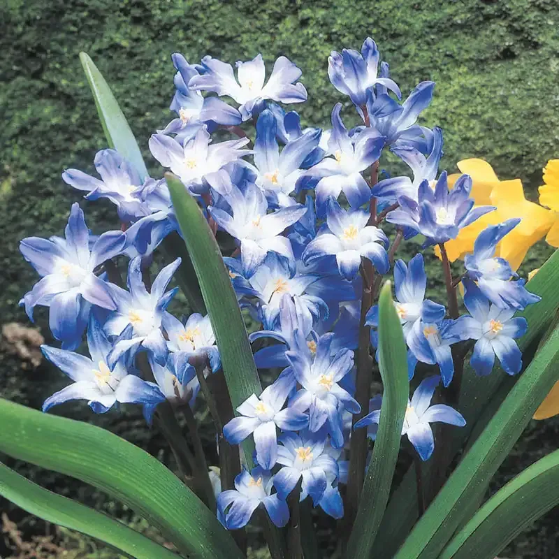 Chionodoxa - Glory of the Snow Perennial Flower Bulbs 1