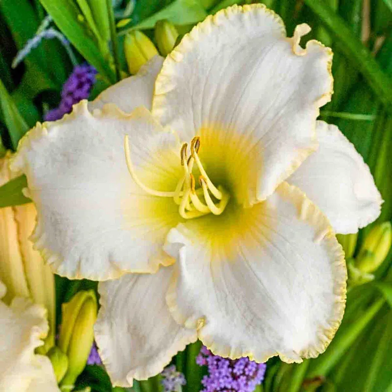 Early Snow Daylily Perennial Hemerocallis Bare Root Plant 1