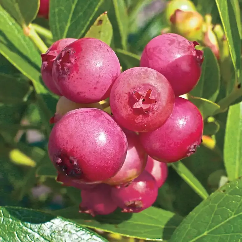 Pink Lemonade Blueberry Plant - Ornamental Fruit-Bearing Shrub
