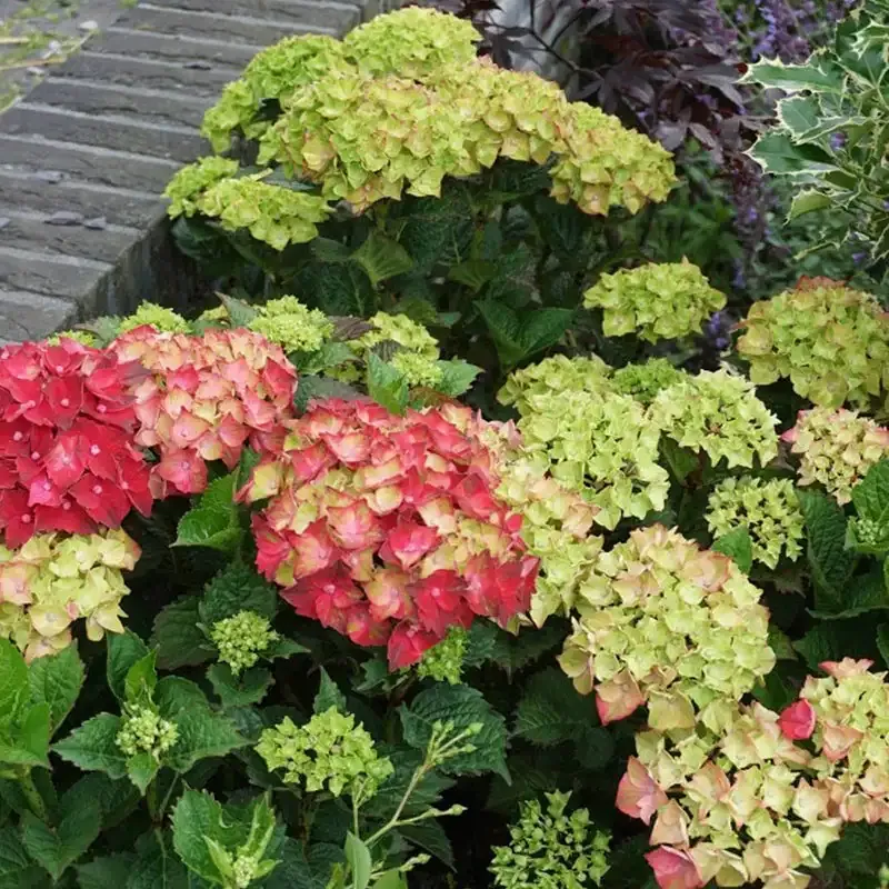 Crimson Hydrangea Artificial Floral Stem for Home Decoration 1