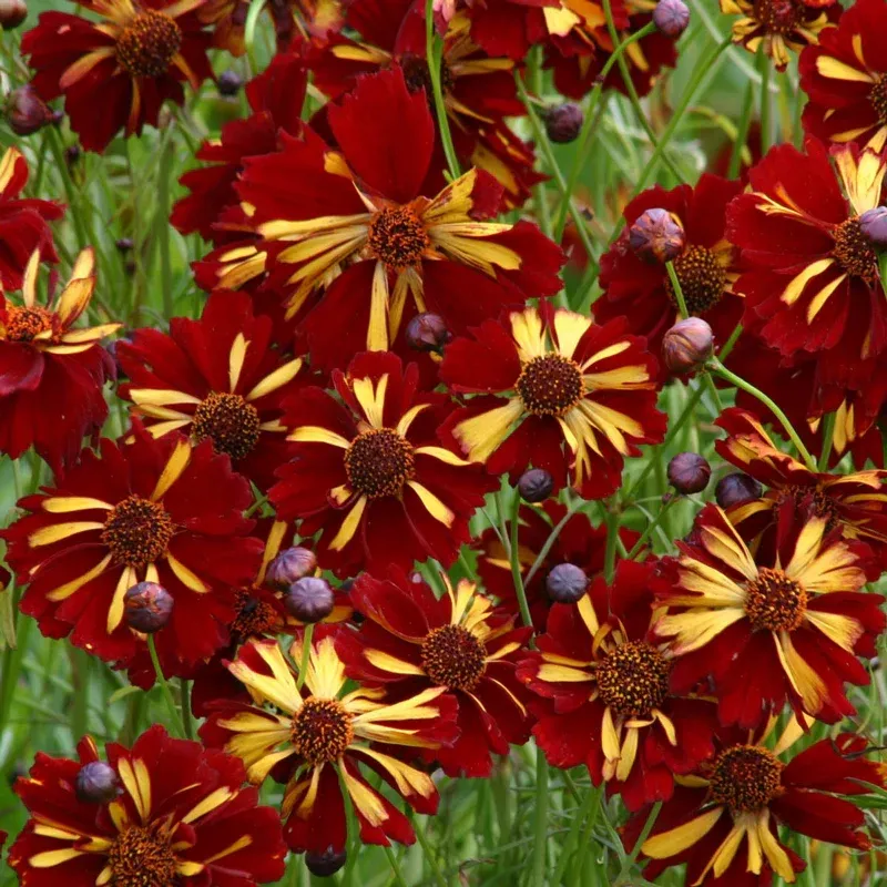 Golden Roulette Coreopsis Perennial Flowering Plant