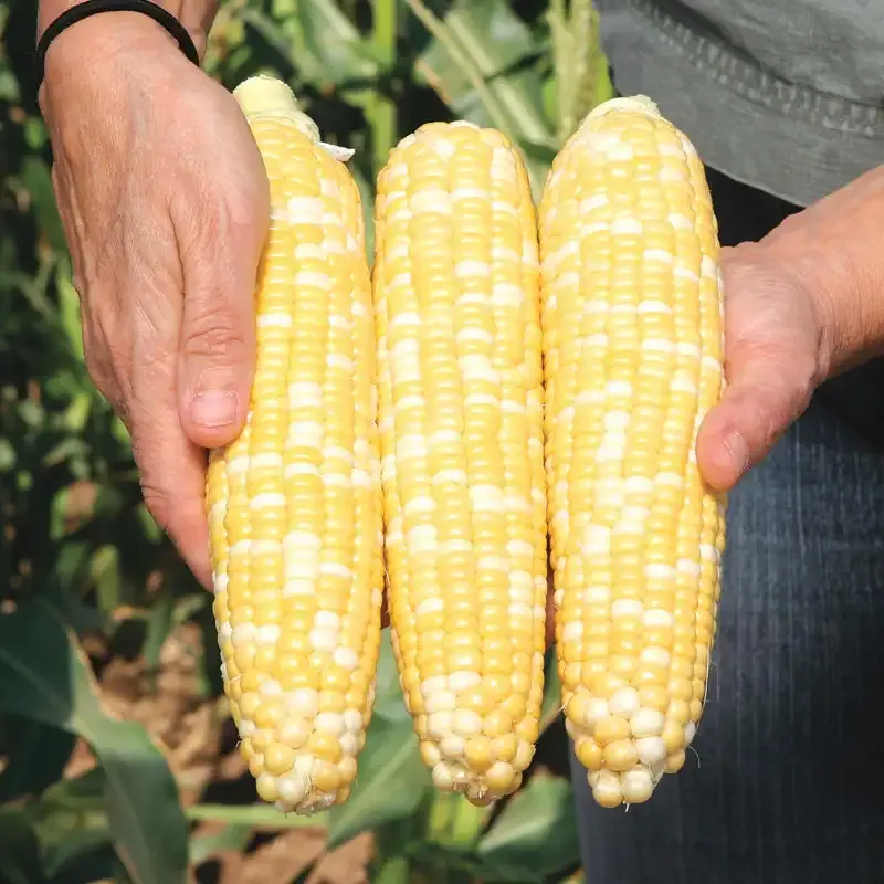 Hybrid Sweet Corn Seeds for Home Vegetable Gardens