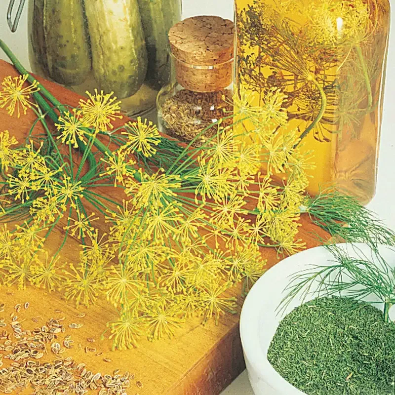 Mammoth Dill Herb Seeds - Heirloom Variety for Home Gardening
