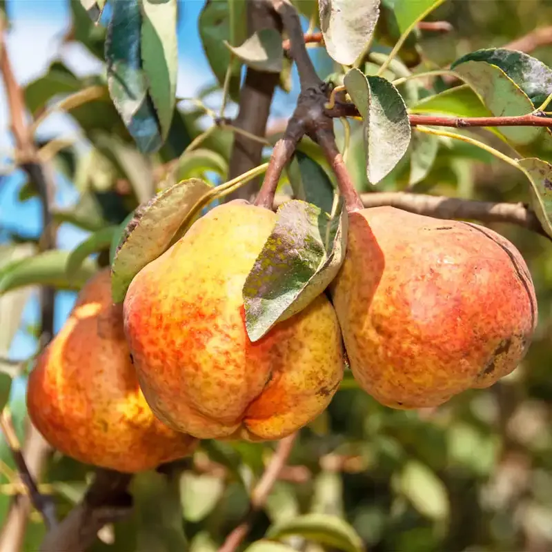 Fresh Bartlett Pear - Seasonal Orchard Fruit