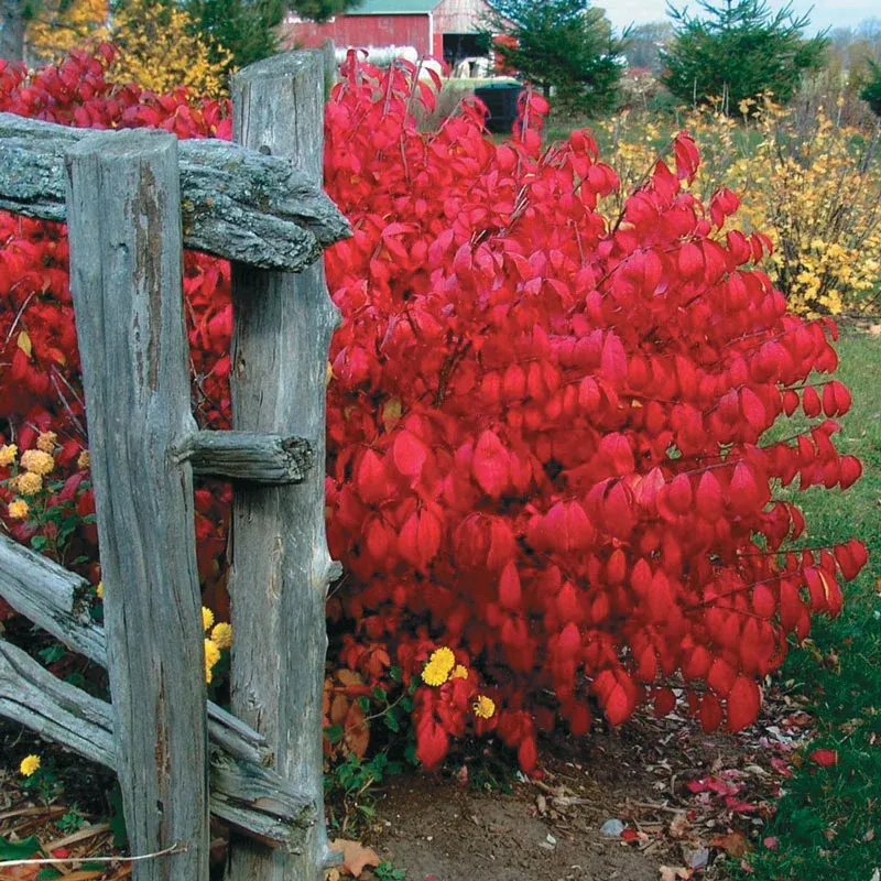 Dwarf Burning Bush Hedge (Euonymus alatus 'Compactus')