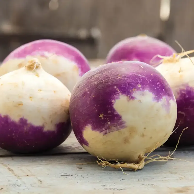 Laurentian Rutabaga Heirloom Vegetable Seeds for Home Gardening 1